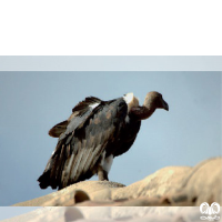 گونه دال پشت سفید White-rumped Vulture